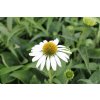 72984 1 trapatkovka nachova prairie splendor compact white echinacea purpurea prairie splendor compact white kvetnik o prumeru 9 cm