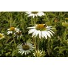 72984 2 trapatkovka nachova prairie splendor compact white echinacea purpurea prairie splendor compact white kvetnik o prumeru 9 cm