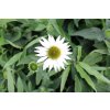 72984 trapatkovka nachova prairie splendor compact white echinacea purpurea prairie splendor compact white kvetnik o prumeru 9 cm