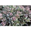 73005 1 rozchodnik sachalin sedum pluricaule sachalin kvetnik o prumeru 9 cm