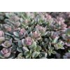 73005 3 rozchodnik sachalin sedum pluricaule sachalin kvetnik o prumeru 9 cm