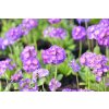 73017 prvosenka zoubkata blaue auslese primula denticulata blaue auslese kvetnik o prumeru 9 cm