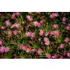 73212 2 levisie little plum lewisia x longipetala little plum kvetnik o prumeru 9 cm
