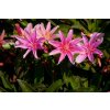 73212 3 levisie little plum lewisia x longipetala little plum kvetnik o prumeru 9 cm