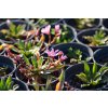 73212 4 levisie little plum lewisia x longipetala little plum kvetnik o prumeru 9 cm