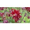 73263 1 orlicek obecny ruby port aquilegia vulgaris v stellata plena ruby port kvetnik o prumeru 9 cm