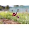 73263 orlicek obecny ruby port aquilegia vulgaris v stellata plena ruby port kvetnik o prumeru 9 cm