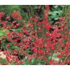 73383 1 dluzicha ruby bells heuchera sanguinea ruby bells kvetnik o prumeru 9 cm