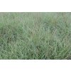 73533 3 ozdobnice cinska yakushima dwarf miscanthus sinensis yakushima dwarf kvetnik o prumeru 9 cm