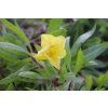 73608 1 pupalka velkoploda oenothera macrocarpa missouriensis kvetnik o prumeru 9 cm