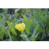 73608 2 pupalka velkoploda oenothera macrocarpa missouriensis kvetnik o prumeru 9 cm