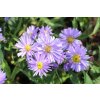 73692 hvezdnice novobelgicka rosa aster novi belgii rosa kvetnik o prumeru 9 cm