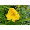 73872 denivka bakabana hemerocallis bakabana kvetnik o prumeru 9 cm
