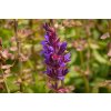 73932 2 salvej nadherna edula blue salvia superba edula blue kvetnik o prumeru 9 cm