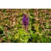 73932 3 salvej nadherna edula blue salvia superba edula blue kvetnik o prumeru 9 cm