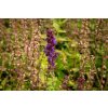 73932 4 salvej nadherna edula blue salvia superba edula blue kvetnik o prumeru 9 cm
