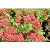 73974 1 rebricek obecny desert eve red achillea millefolium desert eve red kvetnik o prumeru 9 cm