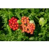 73974 3 rebricek obecny desert eve red achillea millefolium desert eve red kvetnik o prumeru 9 cm