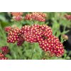 73974 rebricek obecny desert eve red achillea millefolium desert eve red kvetnik o prumeru 9 cm