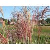 73977 1 ozdobnice cinska nippon miscanthus sinensis nippon kvetnik o prumeru 9 cm