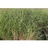 73977 3 ozdobnice cinska nippon miscanthus sinensis nippon kvetnik o prumeru 9 cm