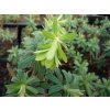 74169 2 prysec hnedokvety black pearl euphorbia characias black pearl kvetnik o prumeru 9 cm