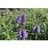 74325 1 santa zilnata nepeta nervosa kvetnik o prumeru 9 cm