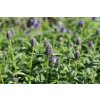 74325 2 santa zilnata nepeta nervosa kvetnik o prumeru 9 cm
