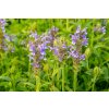 74325 4 santa zilnata nepeta nervosa kvetnik o prumeru 9 cm