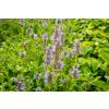 74325 5 santa zilnata nepeta nervosa kvetnik o prumeru 9 cm