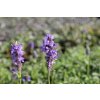 74325 santa zilnata nepeta nervosa kvetnik o prumeru 9 cm