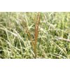 74439 ozdobnice cinska little zebra miscanthus sinensis little zebra kvetnik o prumeru 9 cm