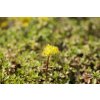 74727 1 rozchodnik czar s gold sedum hybridum czar s gold kvetnik o prumeru 9 cm