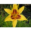 74835 1 denivka bonanza hemerocallis bonanza kvetnik o prumeru 9 cm