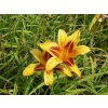 74835 denivka bonanza hemerocallis bonanza kvetnik o prumeru 9 cm