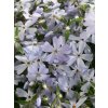 74970 1 plamenka sidlovita spring lavender phlox subulata spring lavender kvetnik o prumeru 9 cm
