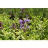 75105 santa washfield nepeta subsessilis washfield kvetnik o prumeru 9 cm