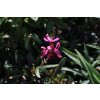 75177 1 svickovec flamingo pink gaura lindheimeri flamingo pink kvetnik o prumeru 9 cm