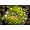75258 3 netresk fimbriatum sempervivum roseum fimbriatum kvetnik o prumeru 9 cm