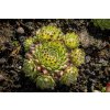 75258 netresk fimbriatum sempervivum roseum fimbriatum kvetnik o prumeru 9 cm