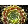 75261 netresk weberianum sempervivum weberianum kvetnik o prumeru 9 cm