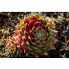 75297 1 netresk tordeur s memory sempervivum tordeur s memory kvetnik o prumeru 9 cm