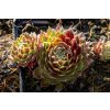 75297 2 netresk tordeur s memory sempervivum tordeur s memory kvetnik o prumeru 9 cm