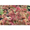 75297 netresk tordeur s memory sempervivum tordeur s memory kvetnik o prumeru 9 cm