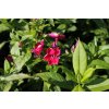 75408 plamenka latnata adessa compact fire phlox paniculata adessa compact fire kvetnik o prumeru 9 cm