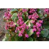 75417 bergenie srdcita eroica bergenia cordifolia eroica kvetnik o prumeru 9 cm