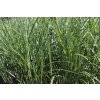 75453 ozdobnice cinska federwei er miscanthus sinensis federwei er kvetnik o prumeru 9 cm