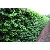 75810 3 buk lesni predpestovany zivy plot fagus sylvatica predpestovany zivy plot papirovy box vyska 120 delka 100 sirka 40 cm