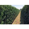 75834 cesmina heckenpracht predpestovany zivy plot ilex meserveae heckenpracht predpestovany zivy plot papirovy box vyska 180 delka 100 sirka 40 cm