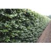 75885 buk lesni predpestovany zivy plot fagus sylvatica predpestovany zivy plot papirovy box vyska 80 delka 100 sirka 40 cm